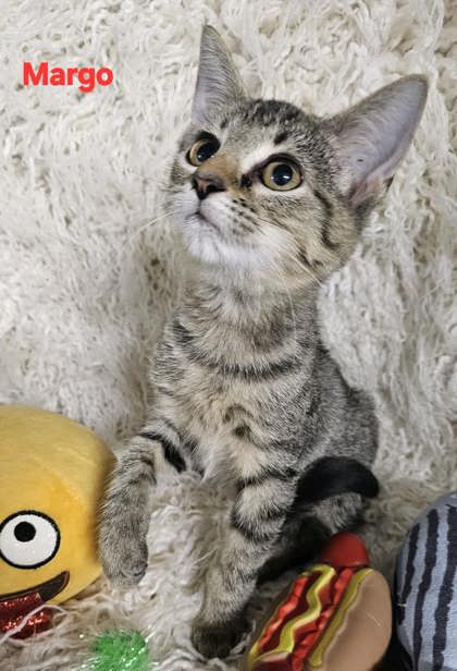 Margo @ PetSmart