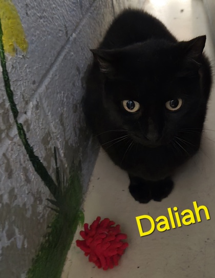 Daliah