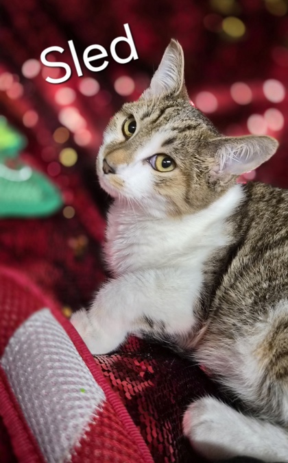 Sled @ Petsmart