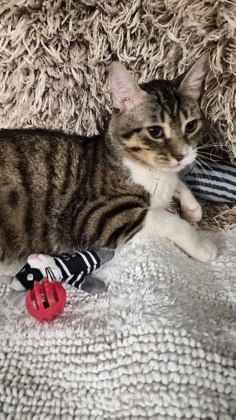 Floki @ PetSmart 3