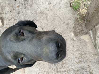 Buddy 2
