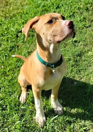Bailey   (Green Collar)