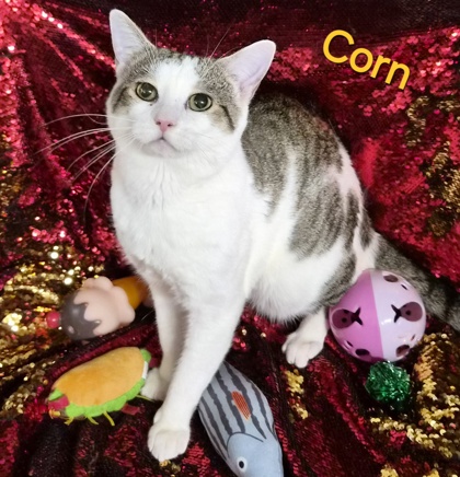 Corn