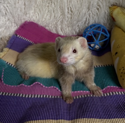 Frodo 2
