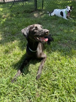 Kodi