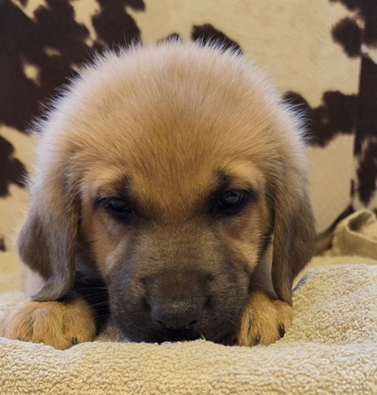 Nala