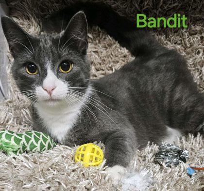 Bandit @ PetSmart