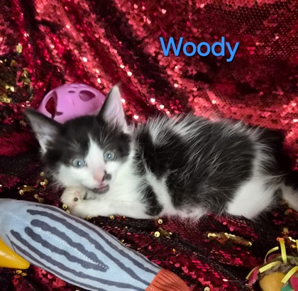 Woody