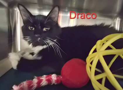 Draco @ PetSmart