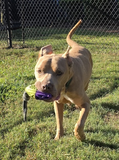 Gator "Goober" 2