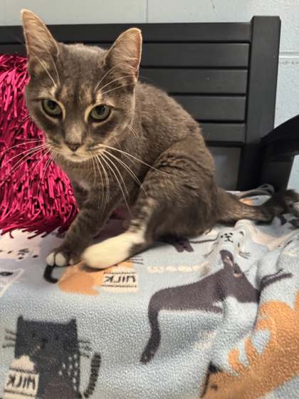 Smokey (@ PetSmart) 2