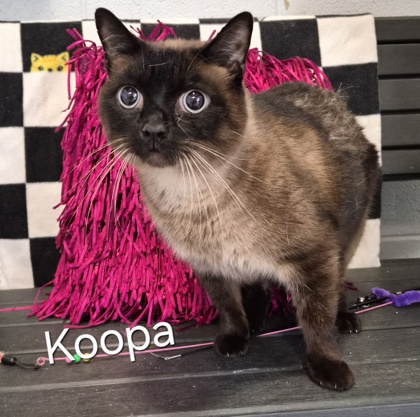 Koopa  FIV+ 2