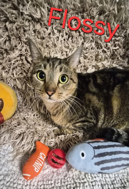 Flossy @ PetSmart