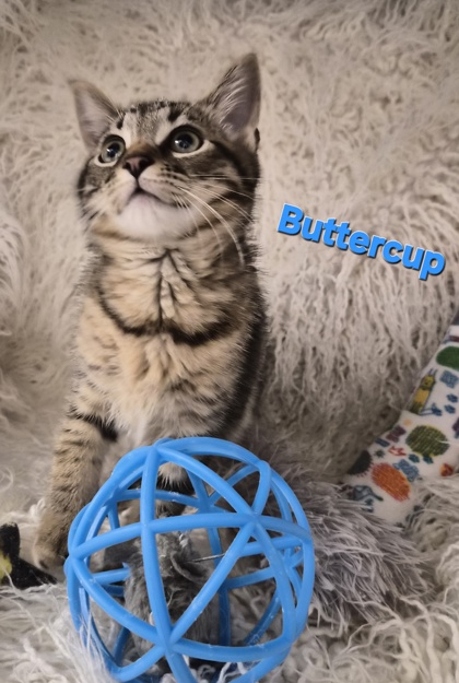 Buttercub