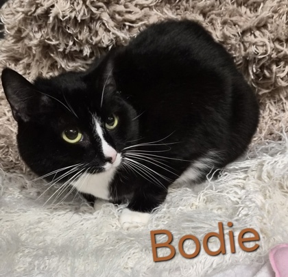 Bodie