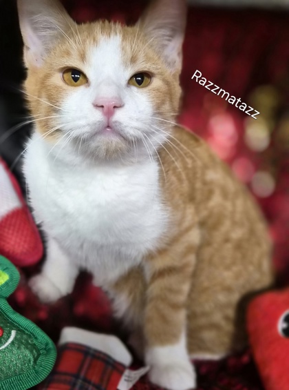 Razzmatazz @ PetSmart