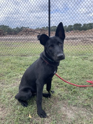 Loki 2