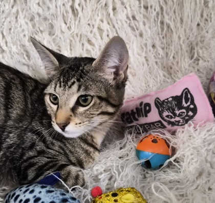 Ainsley @ PetSmart 2