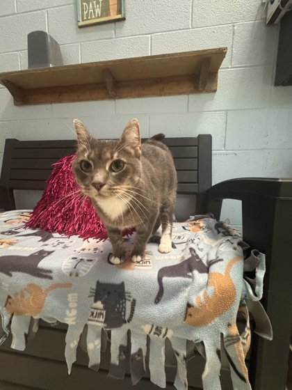 Smokey (@ PetSmart)