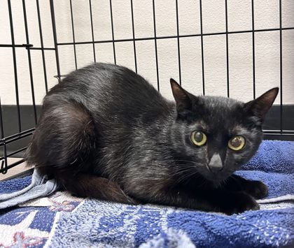 Snookie @ PetSmart