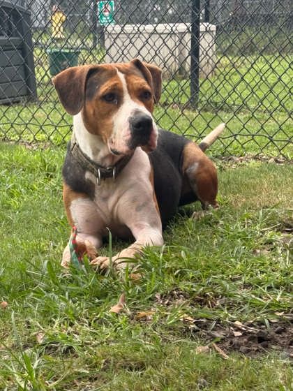 Harvey