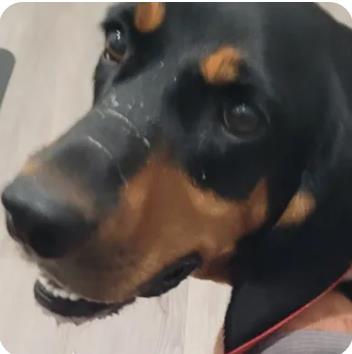 Honey Bea / Ladybird