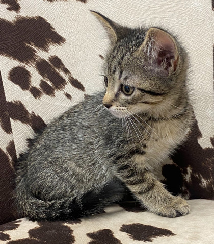 Milky Way @ PetSmart 2