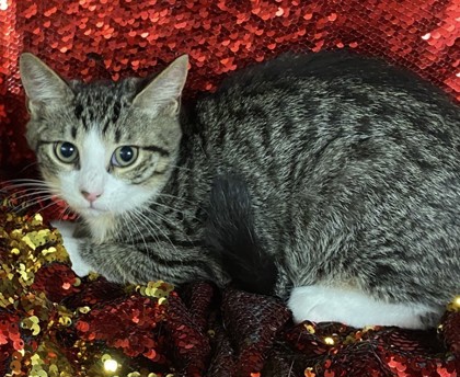 Baby Girl @PetSmart Conway