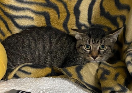 Hermione @ PetSmart