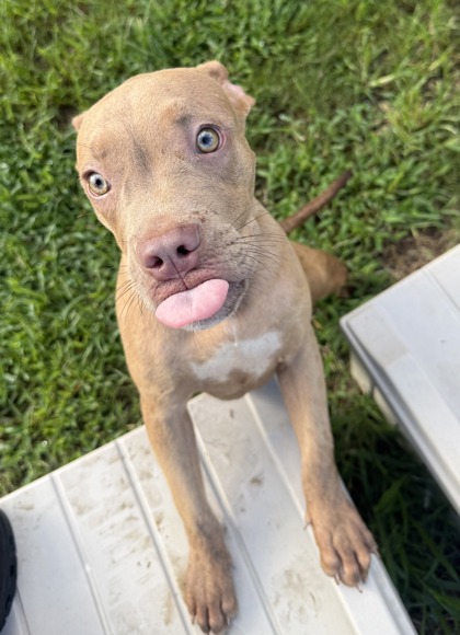 Rex