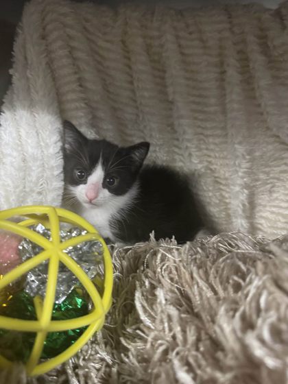 Blake Shelton (@PetSmart) 2