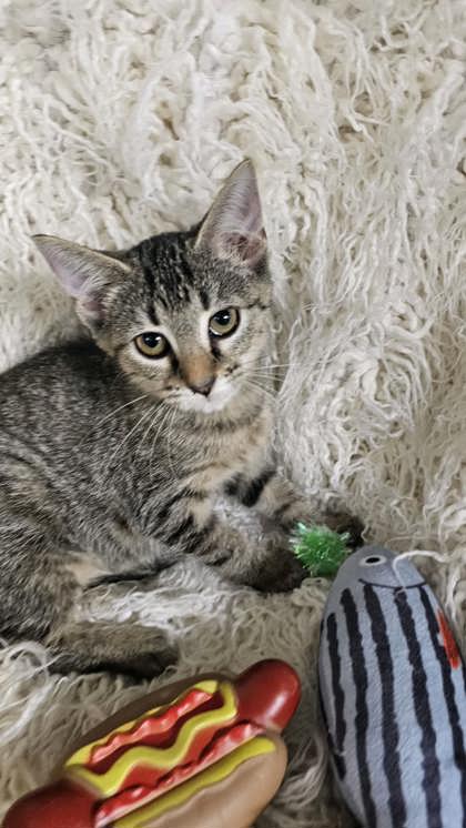 Margo @ PetSmart 2