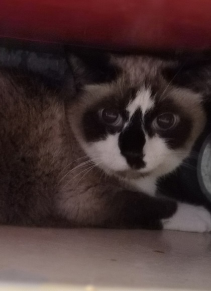 O'Malley 3
