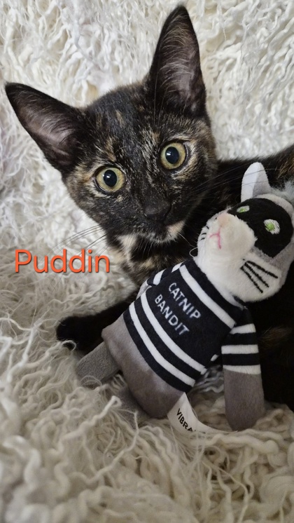 Puddin @ PetSmart