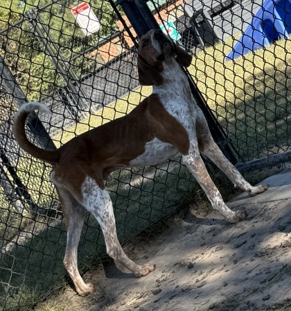 Caspian