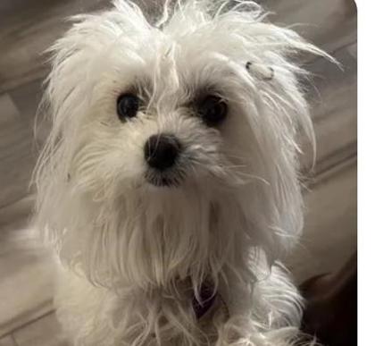 Dolly