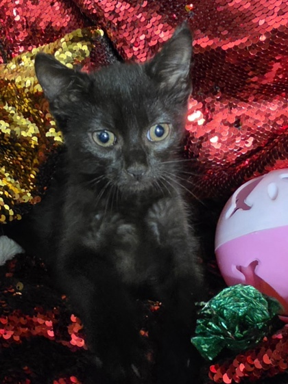 Kitt