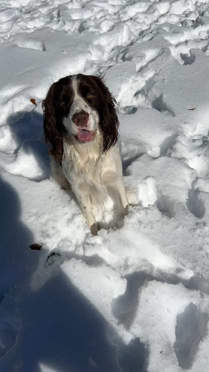 Moose 2