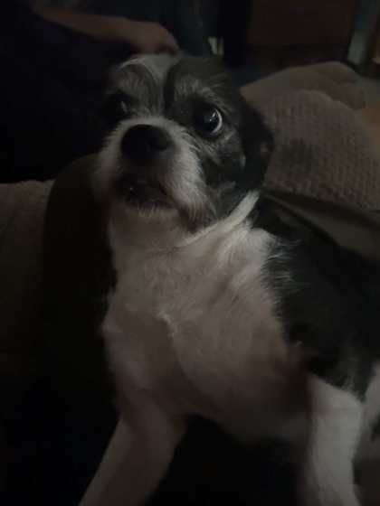 Oreo