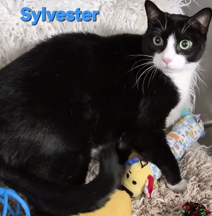 Sylvester