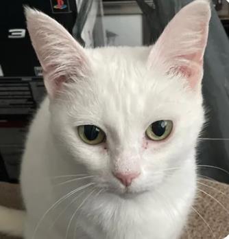 Pepita