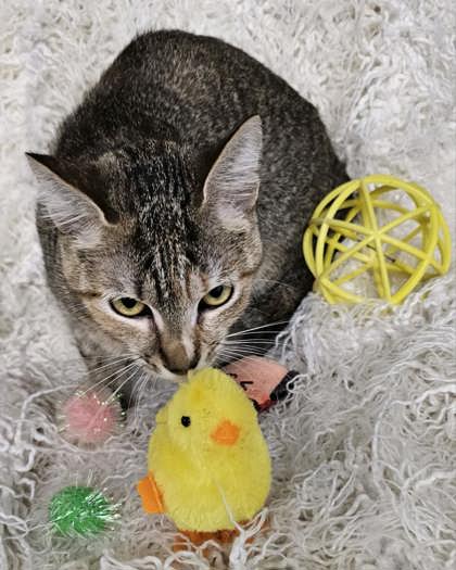 Charley @ PetSmart 2