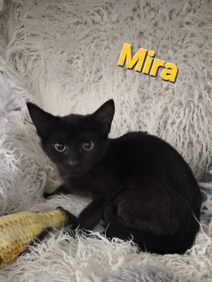 Mira