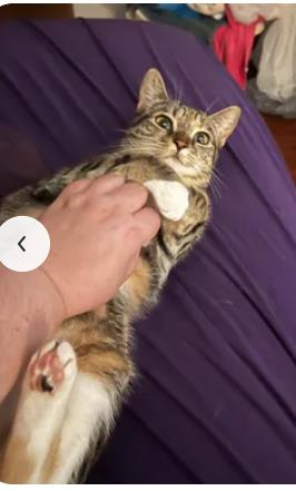 Tabby