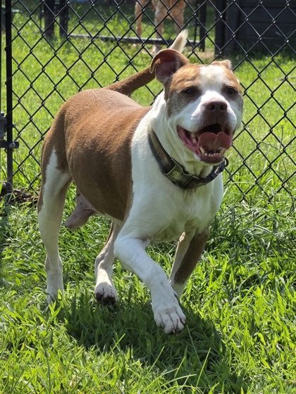 Cooper