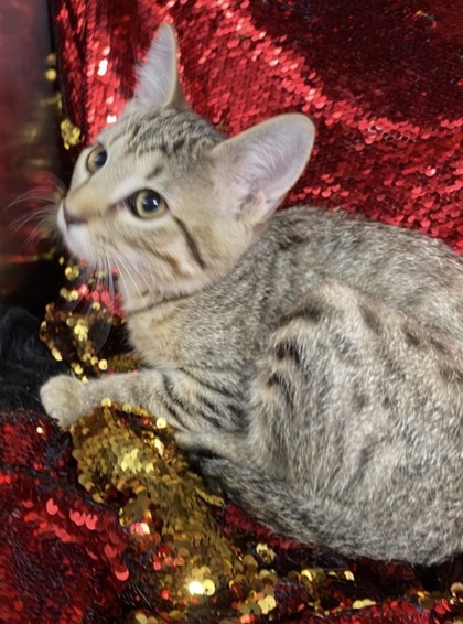 Snickers @ PetSmart Conway