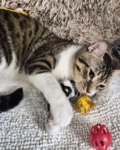 Floki @ PetSmart 2