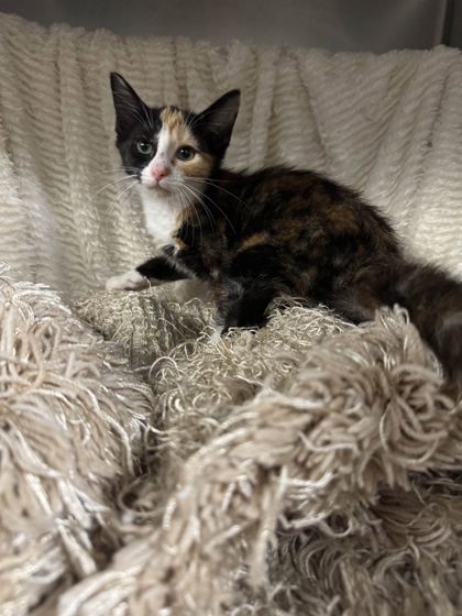 Spice @ PetSmart
