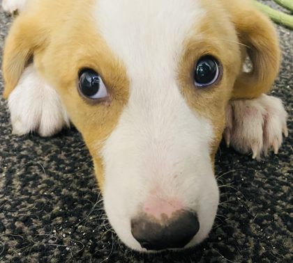 obie
