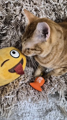 Pumpkin @ PetSmart 2